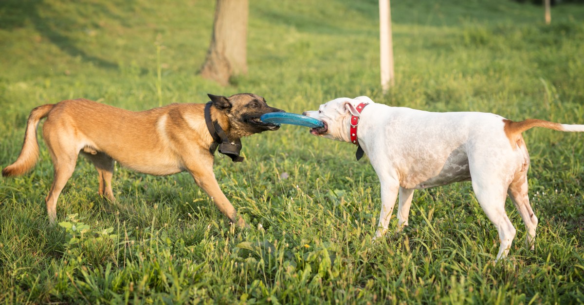 Socializing Your Dog After a Long Winter Indoors